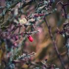 Eine Gartenhecke im Winter 