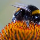 Eine Gartenhummel