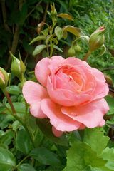 eine Gartenrose