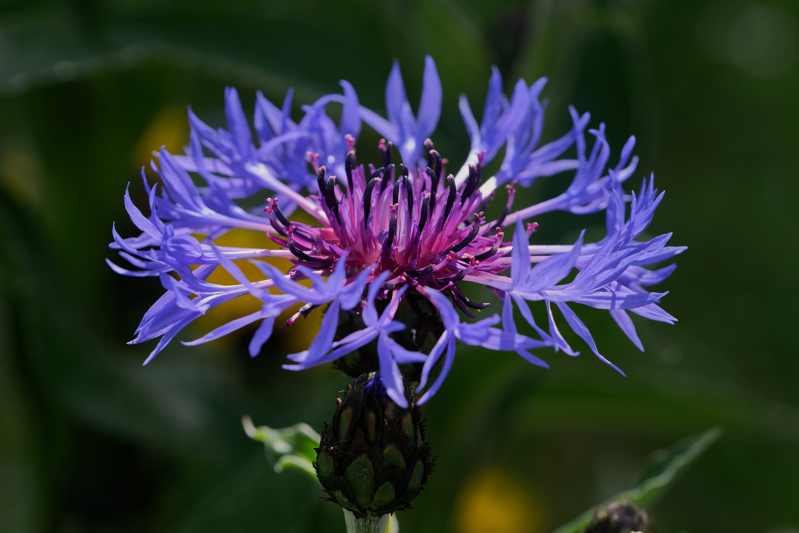 Eine Gartenzüchtung