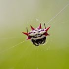 eine Gasteracantha cancriformis