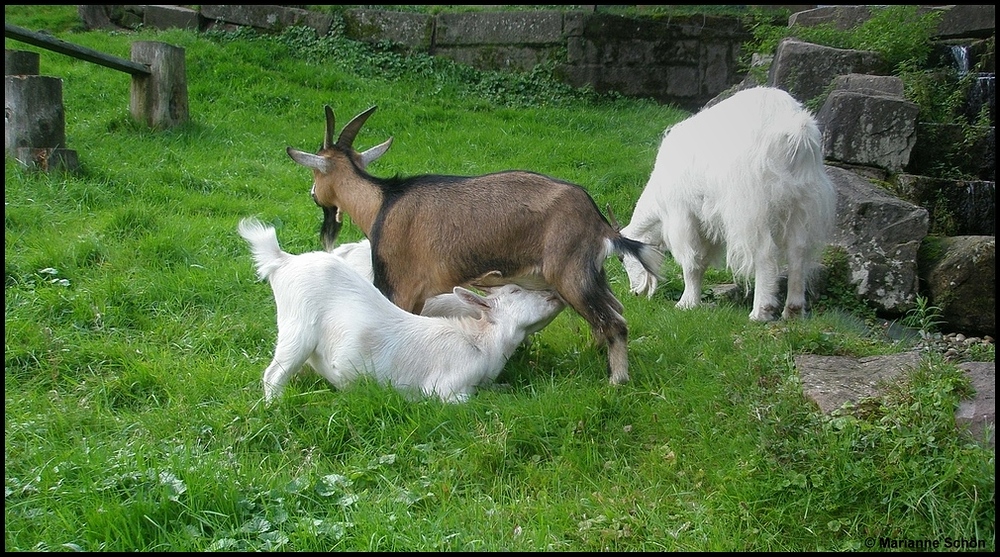 Eine geduldige Mama...