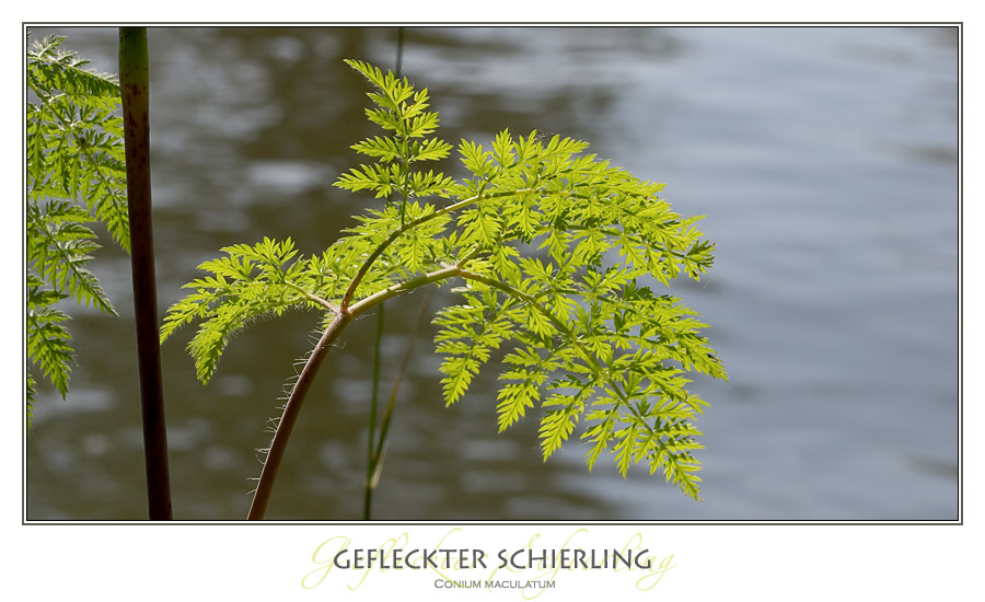 Eine gefähliche Schönheit .....