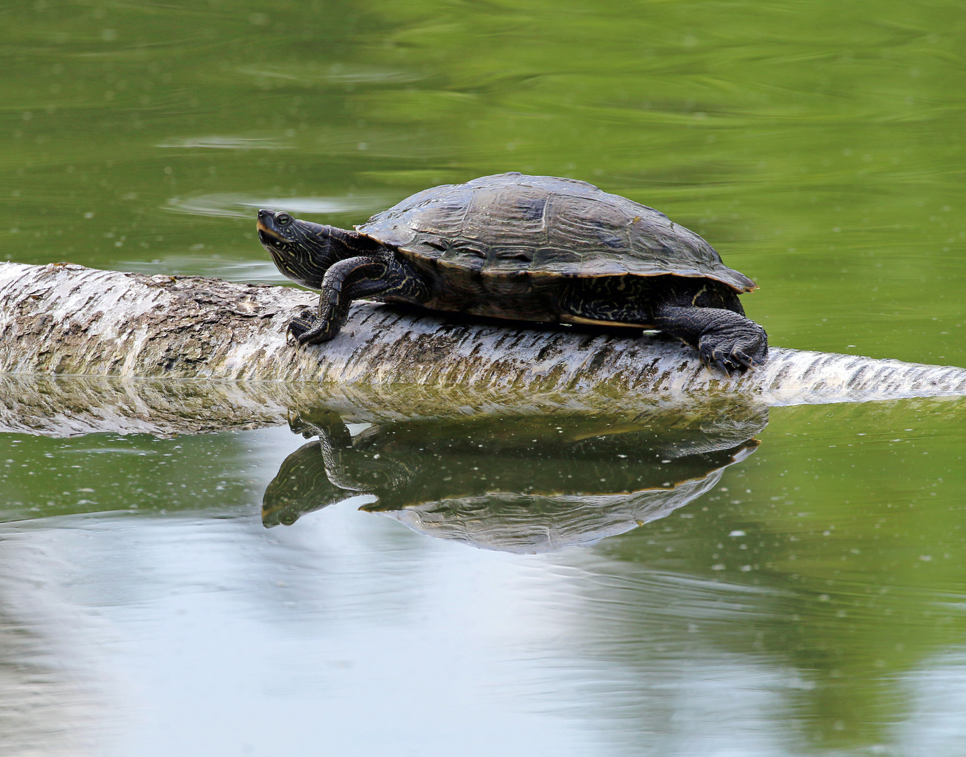 Eine Gelbbauch-Schmuckschildkröte zum Spiegeltag