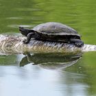 Eine Gelbbauch-Schmuckschildkröte zum Spiegeltag