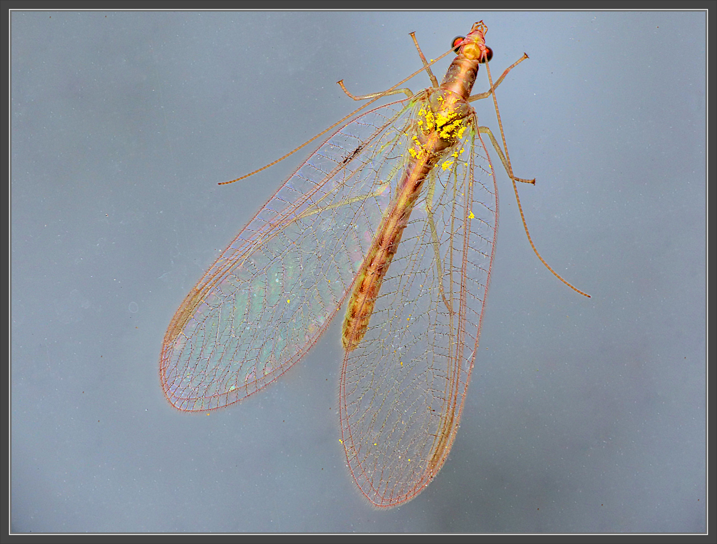 Eine gelbbraune Florfliege mit roten Augen