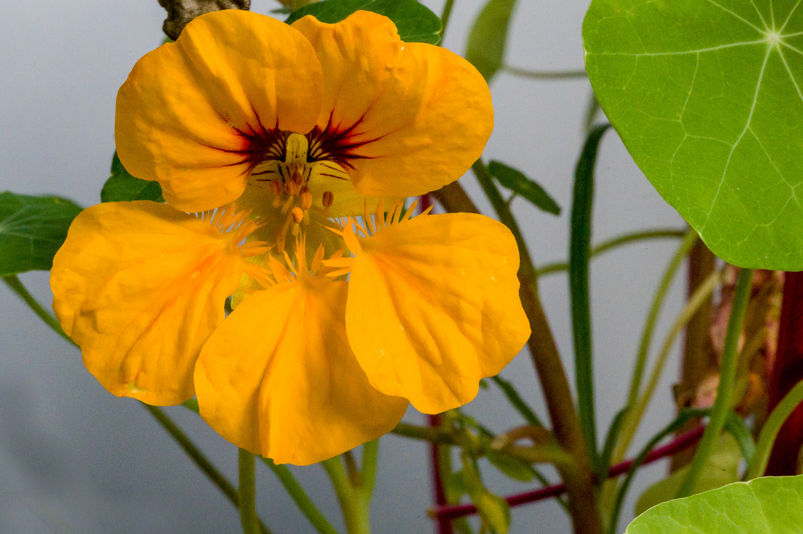 Eine gelbe Blüte der Kapuzinerkresse Foto & Bild natur, pflanzen