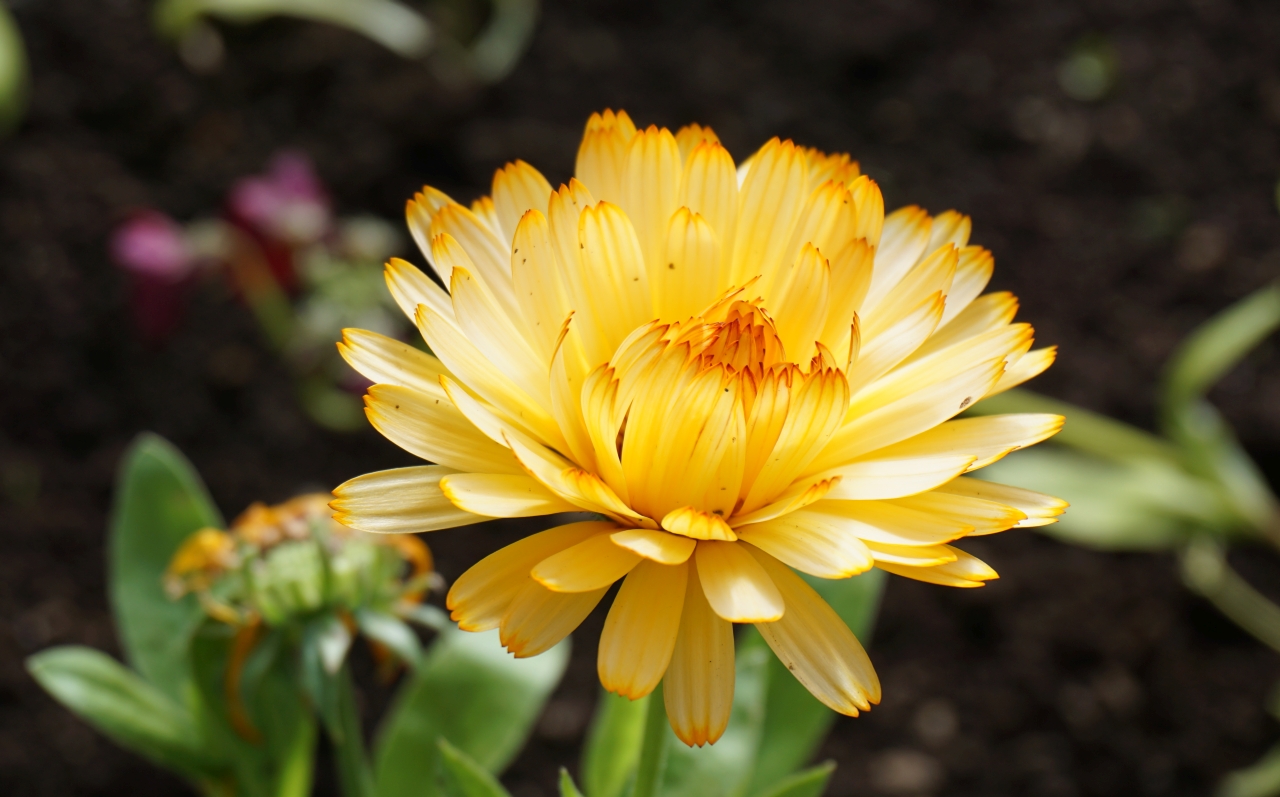 Eine gelbe Blume aus dem Botanischer Garten Akureyri