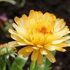 Eine gelbe Blume aus dem Botanischer Garten Akureyri