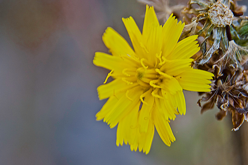 Eine gelbe Blume geht in Samen