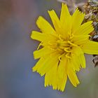 Eine gelbe Blume geht in Samen