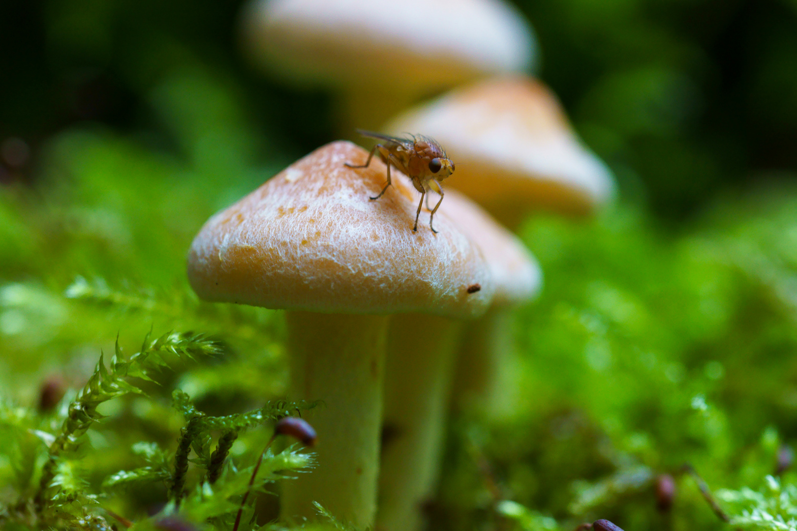 Eine Gelbe-Dungfliege auf einem Pilz