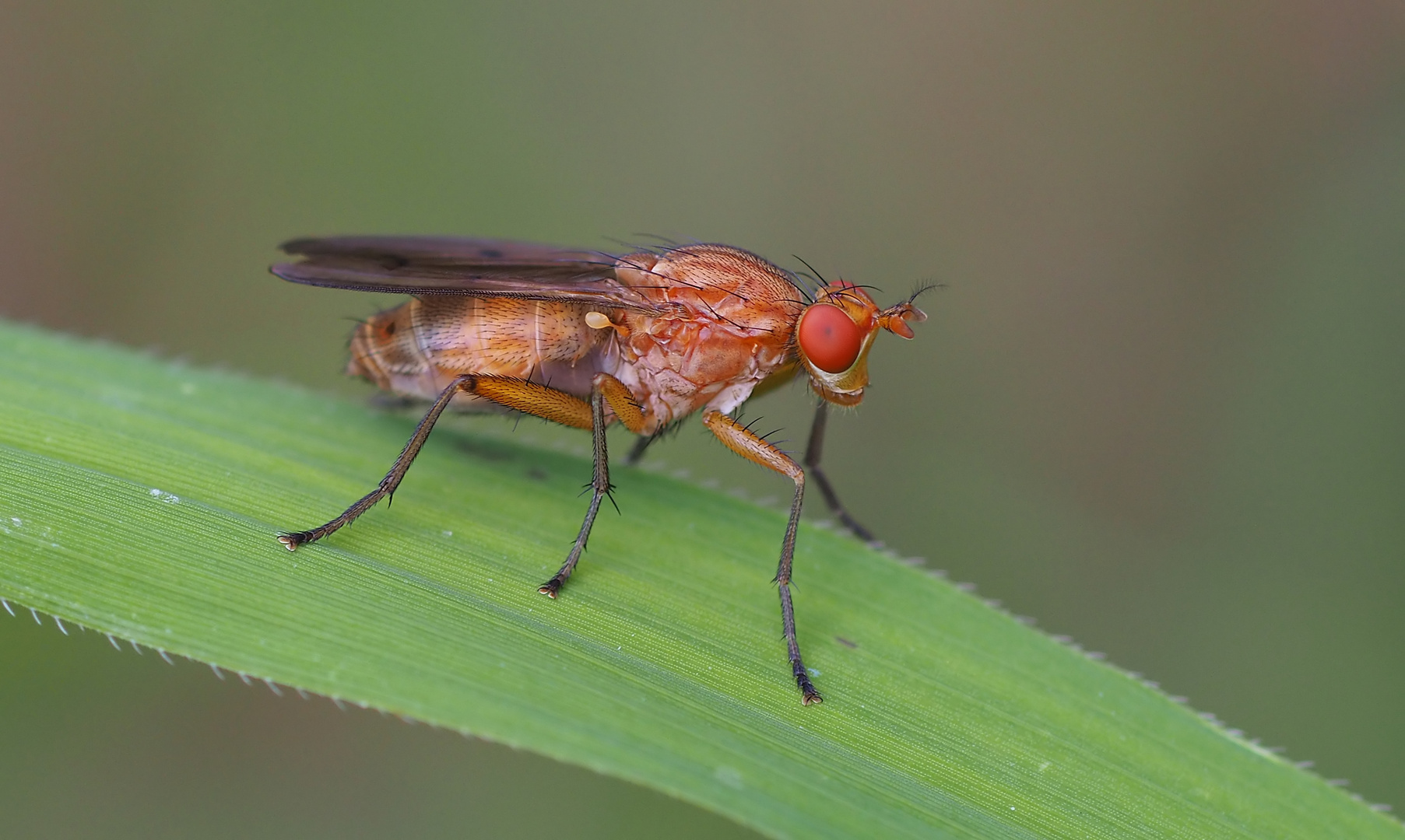 Eine gelbe Fliege