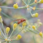 Eine gelbe Fliege auf Gewürzfenchel