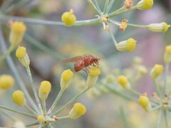 Eine gelbe Fliege auf Gewürzfenchel