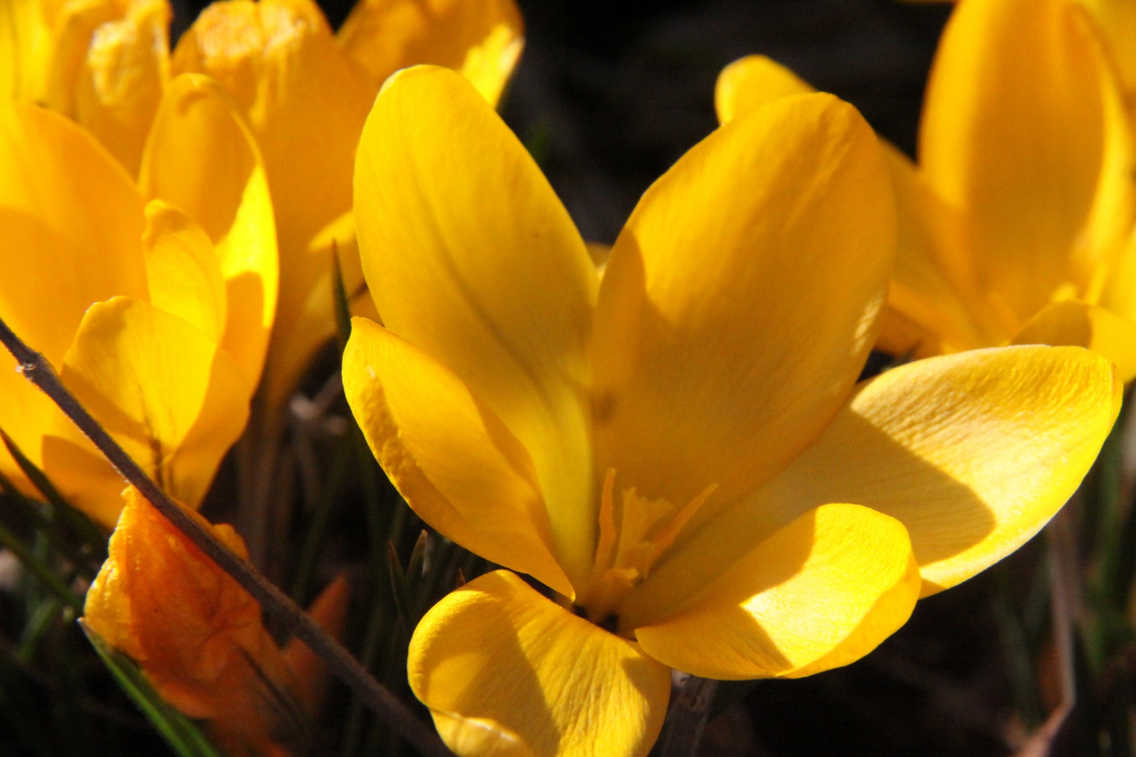 eine gelbe Krokussblume