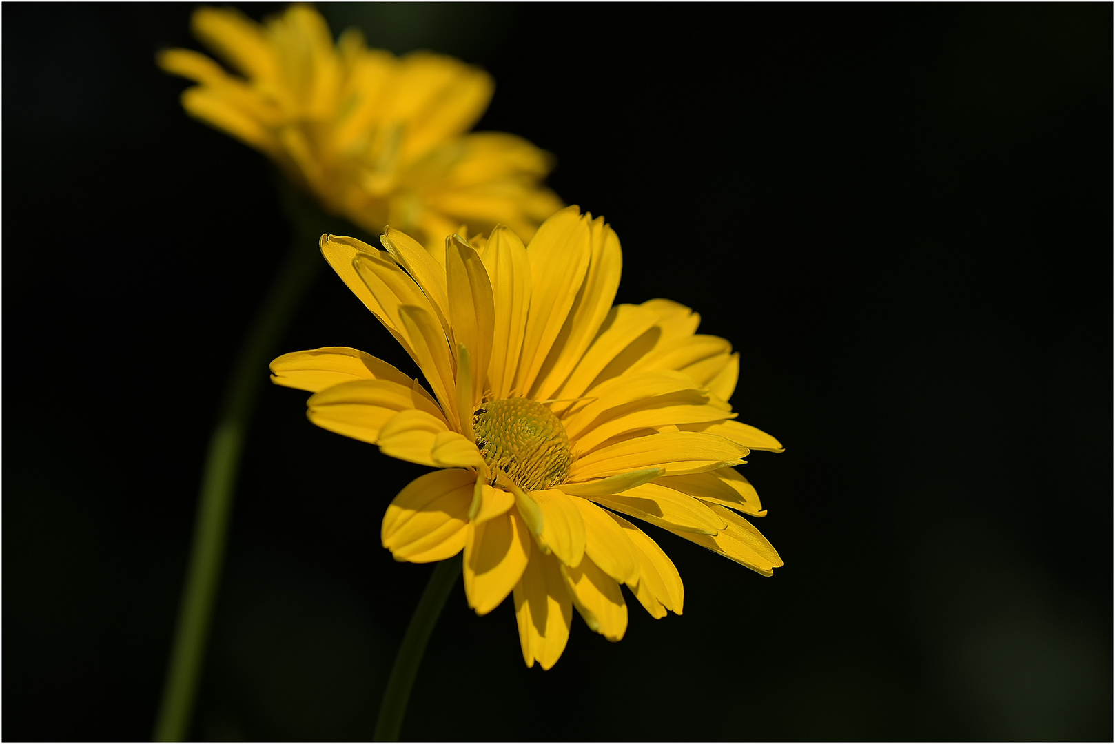 Eine gelbe Margarite 