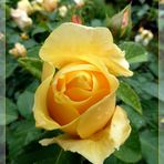eine gelbe Rose