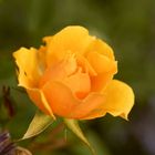 Eine gelbe Rose...