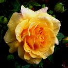 Eine gelbe Rose für diesen neuen Tag