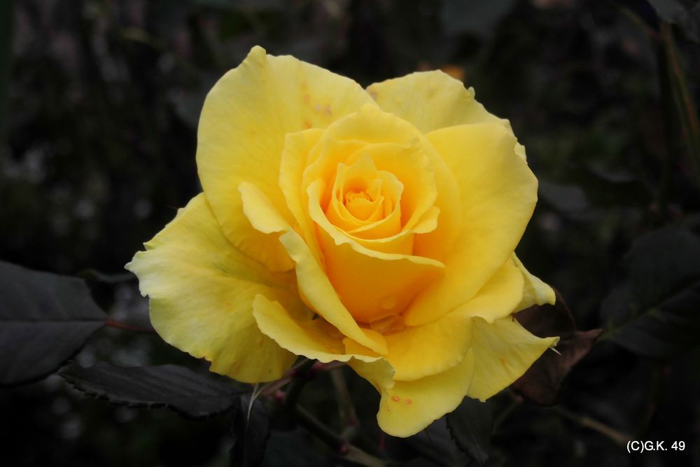 Eine gelbe Rose in Planten un Blomen fotografiert !