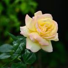 Eine gelbe Rose zum Blümchentag