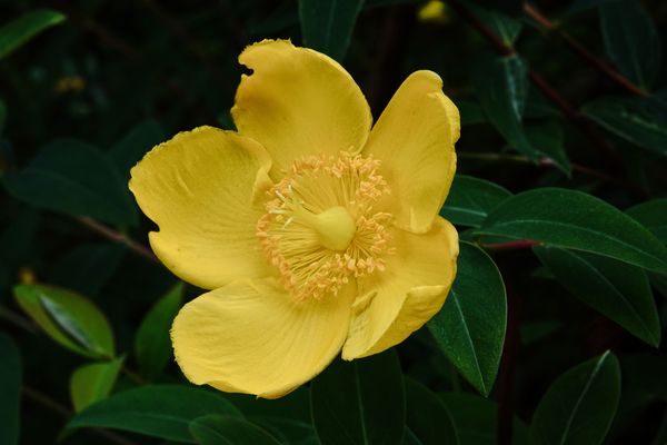 Eine gelbe Schönheit