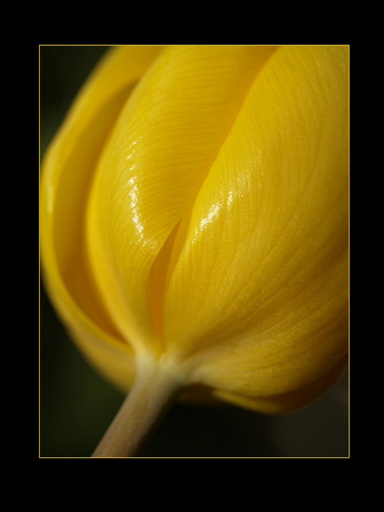 Eine gelbe Tulpe