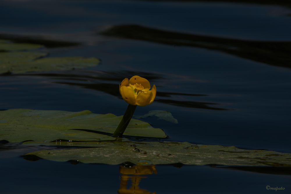 eine gelbe Wasserpflanze