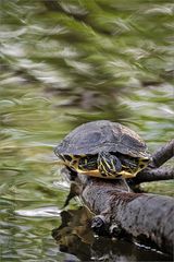 Eine Gelbwangenschildkröte....