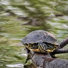 Eine Gelbwangenschildkröte....