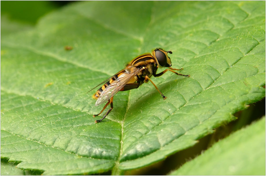 eine Gemeine Sumpfschwebfliege macht eine Pause im grünen