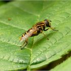 eine Gemeine Sumpfschwebfliege macht eine Pause im grünen