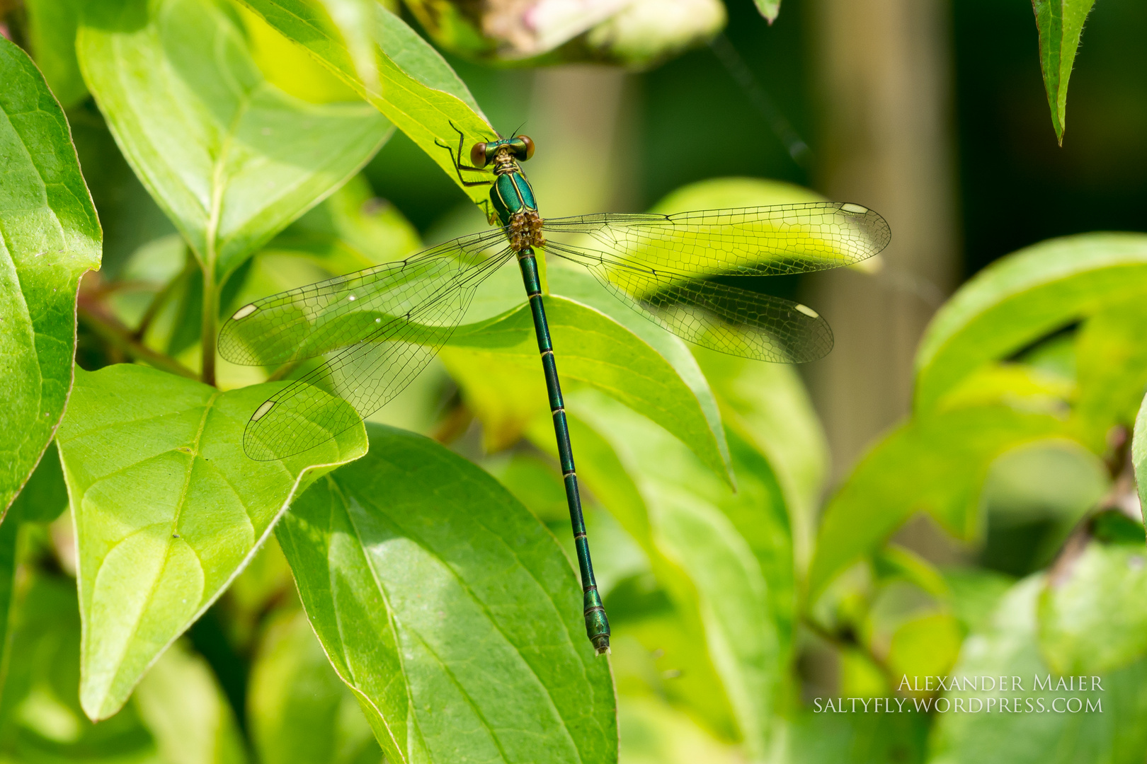 Eine Gemeine Weidenjungfer (Chalcolestes viridis)