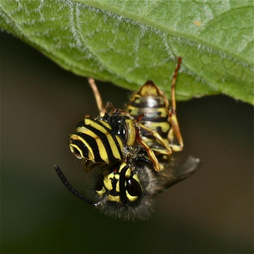 Eine Gemeine Wespe (Paravespula vulgaris) hat eine Schwebfliege erbeutet.