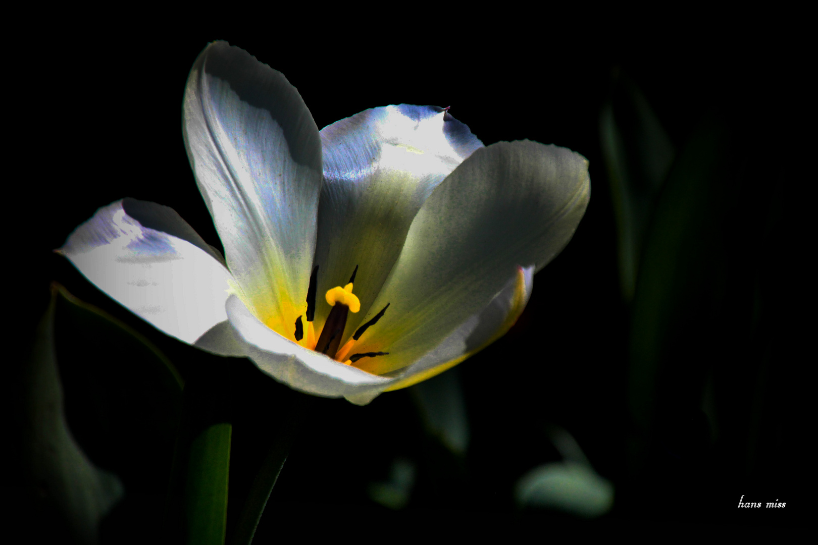 eine geöffnete Tulpe