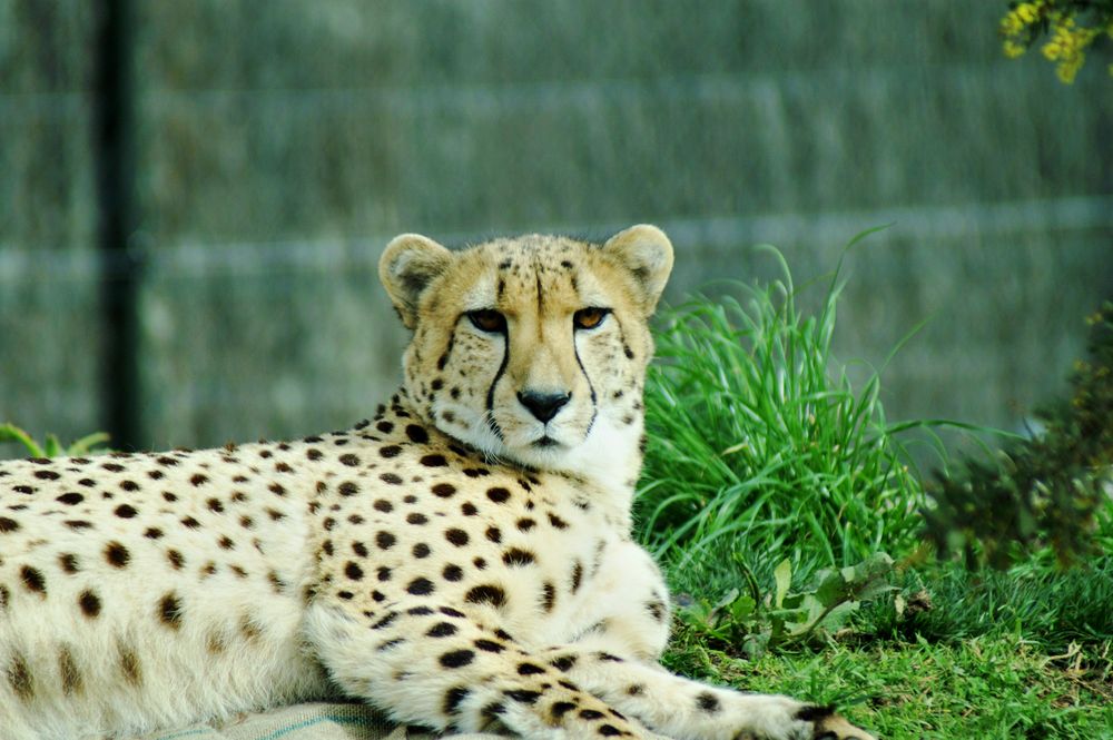 Eine Gepardendame