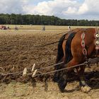 Eine gerade Furche pflügen  >>>