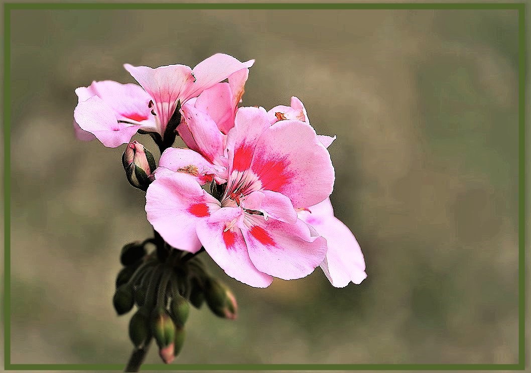 eine Geranienblüte zum Mittwoch