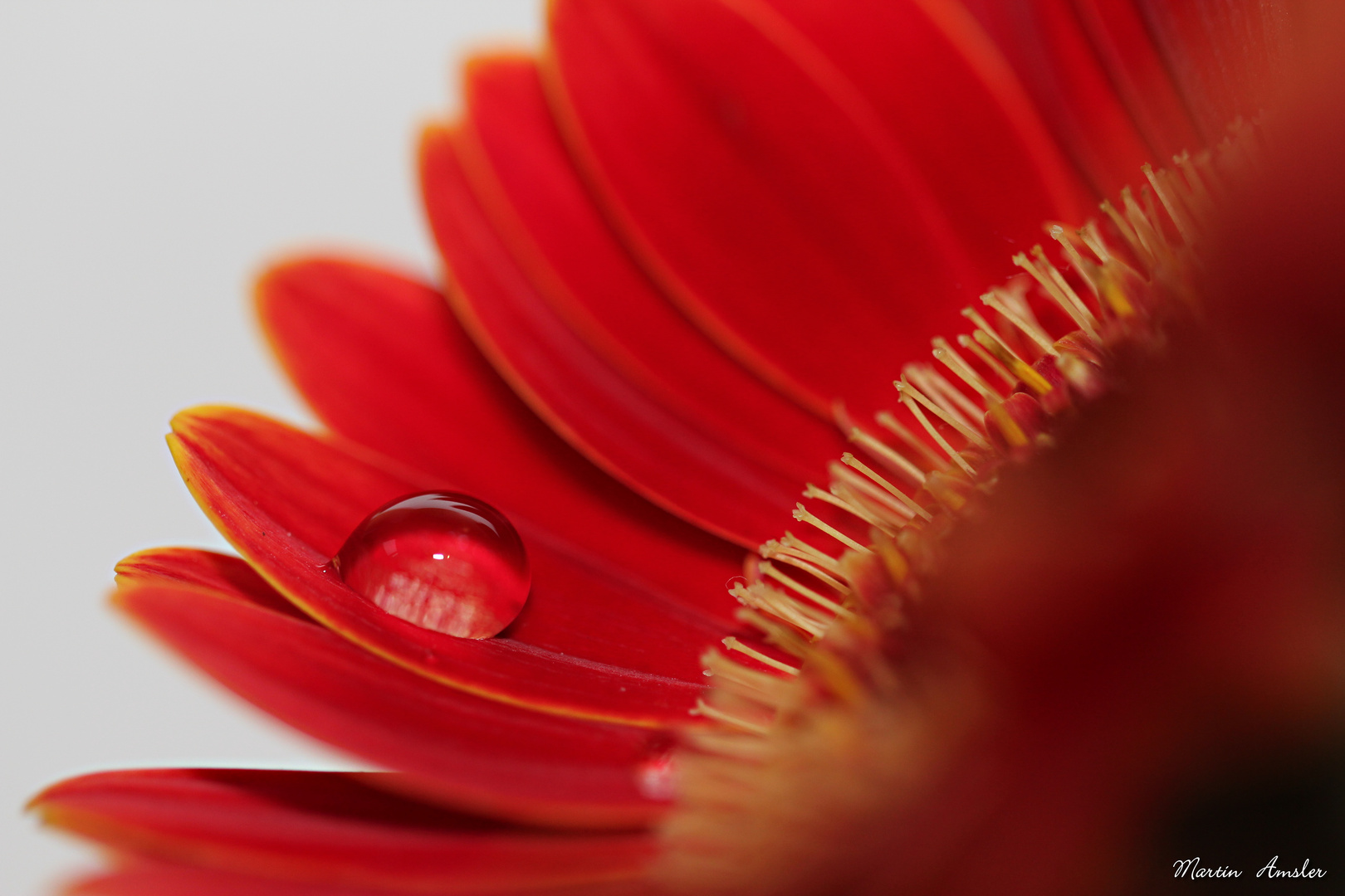 Eine Gerbera mit schlafendem Wassertropf