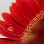 Eine Gerbera mit schlafendem Wassertropf