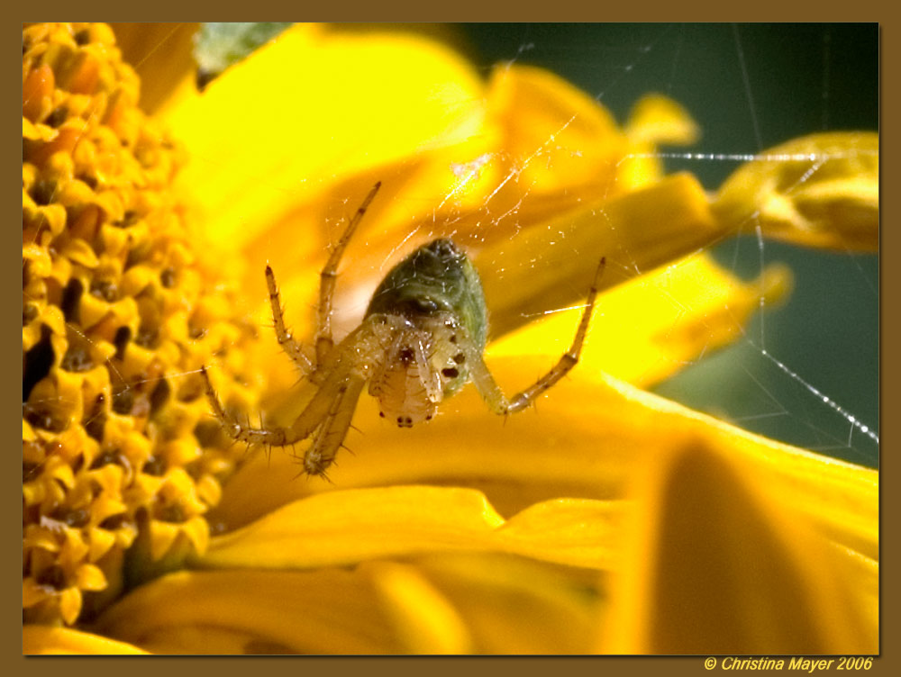 Eine Germendorfer Monsterspinne