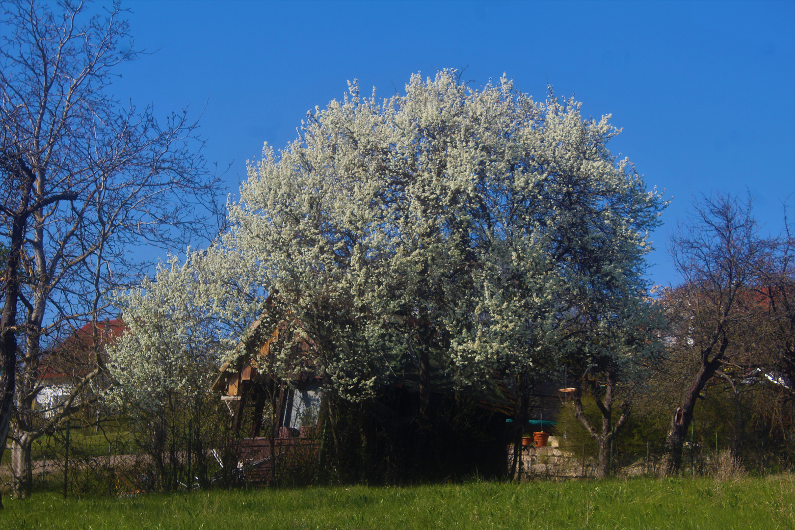 eine Geschichte vom Frühling