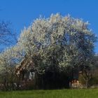 eine Geschichte vom Frühling