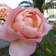eine geschlossene rosa Herbstrose mit Tropfen