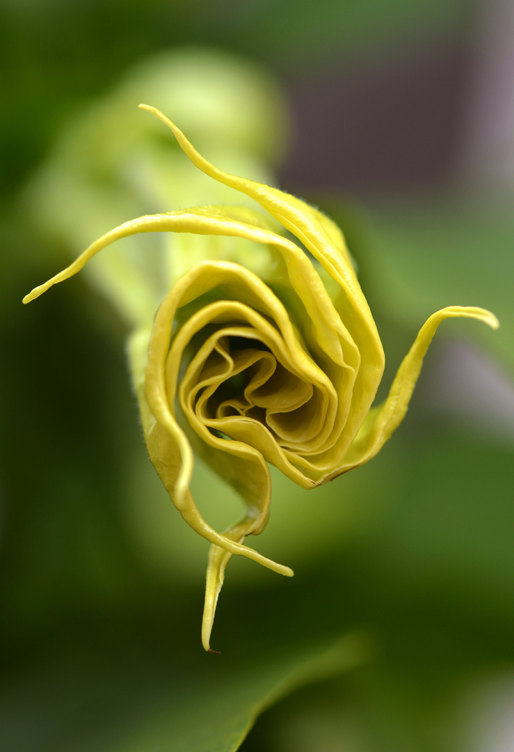 eine geschlossene Trompetenblüte