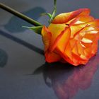               Eine gespiegelte Rose