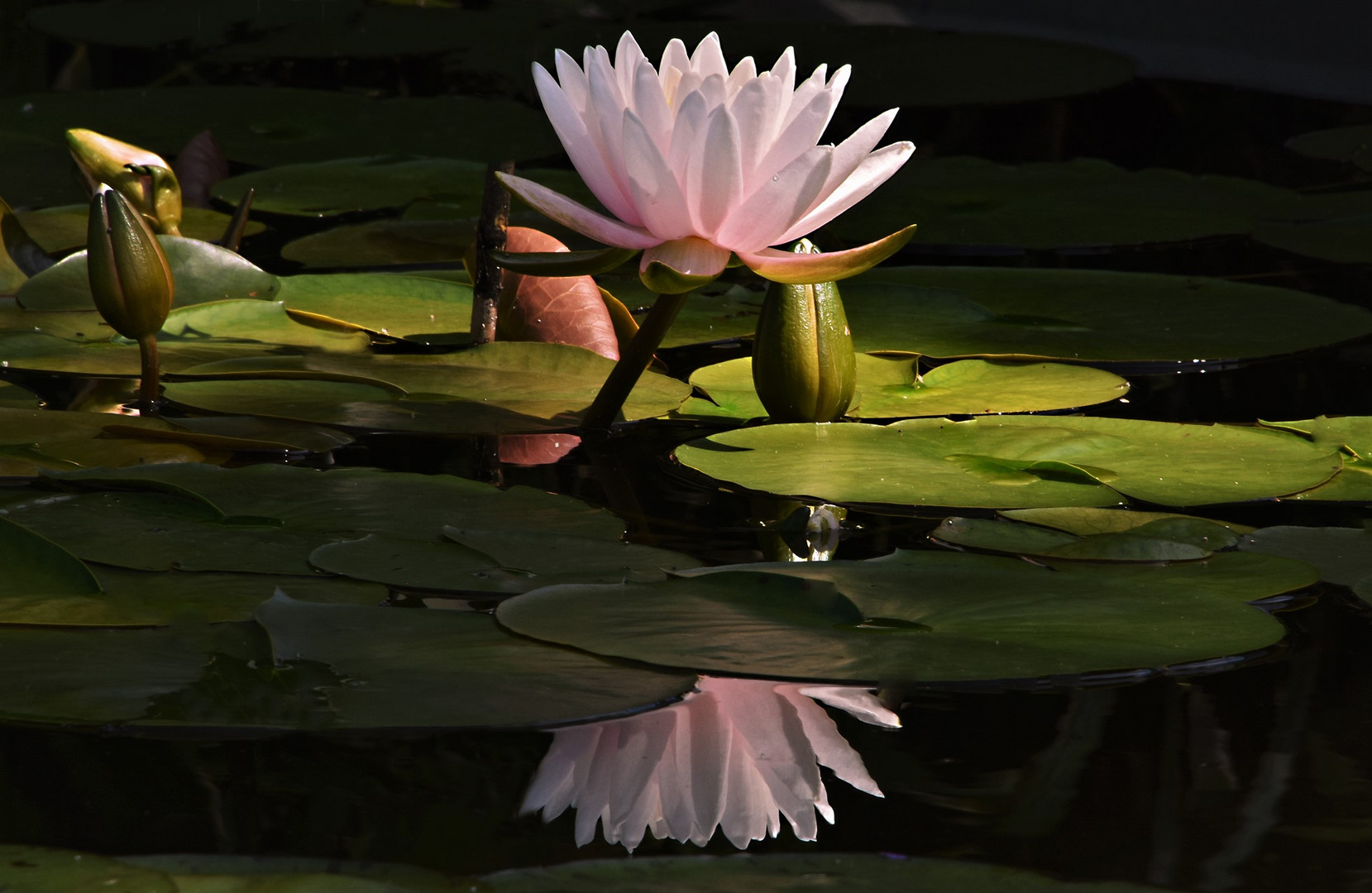  Eine gespiegelte Seerose....