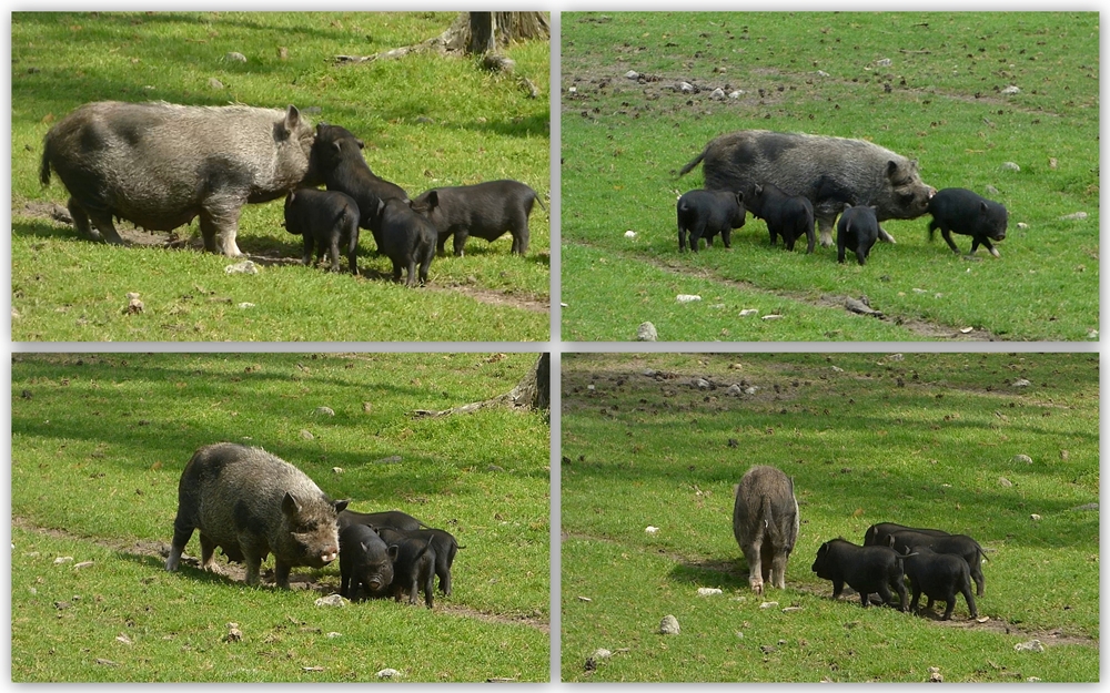 Eine gestresste Hängebauchschweinmama