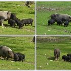 Eine gestresste Hängebauchschweinmama